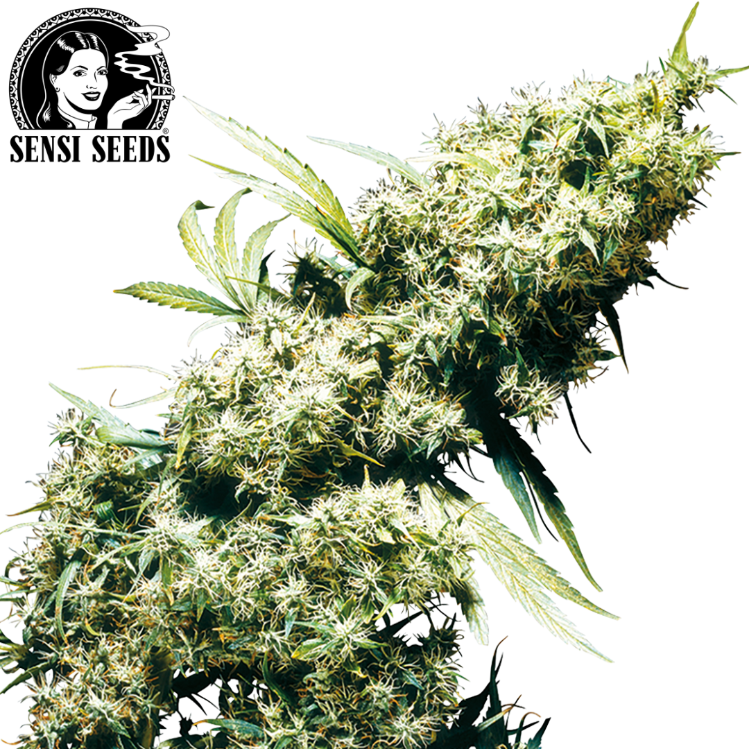 T-Shirt, Sensi Seeds® ,Original Logo, Weiß, Promo 1